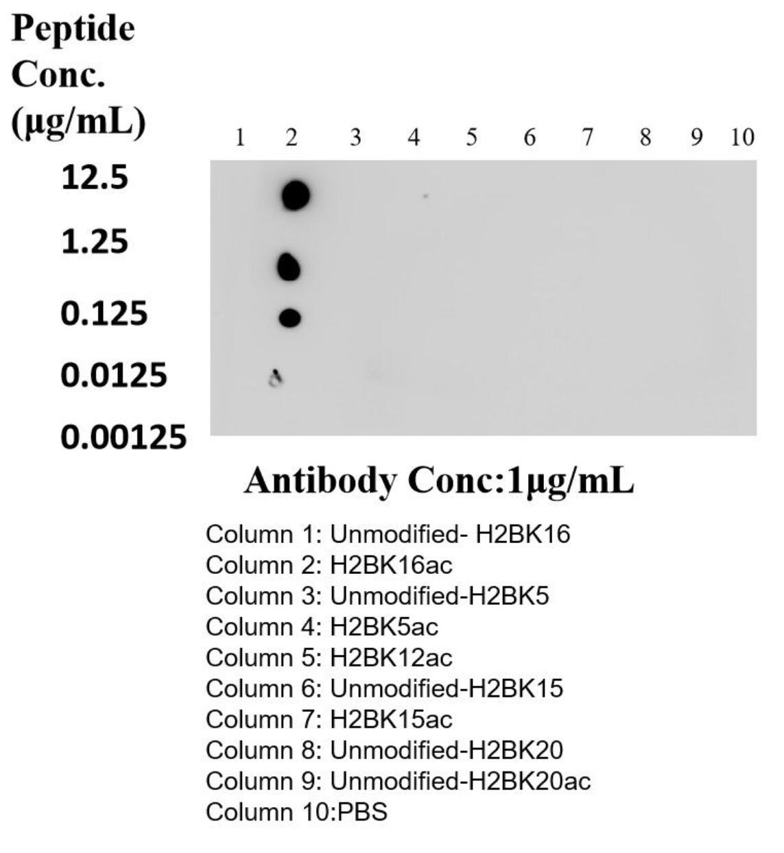 Dot Blot experiment of peptide using Acetyl-Histone H2B (Lys16) Recombinant antibody (84446-1-RR)